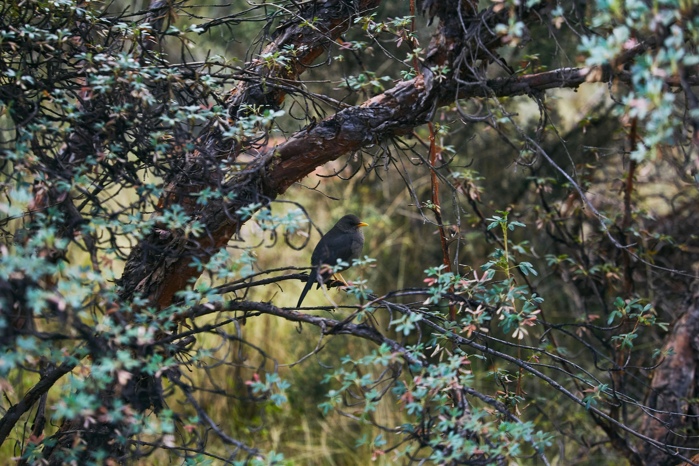 a black bird sitting in a tree with lots of nches