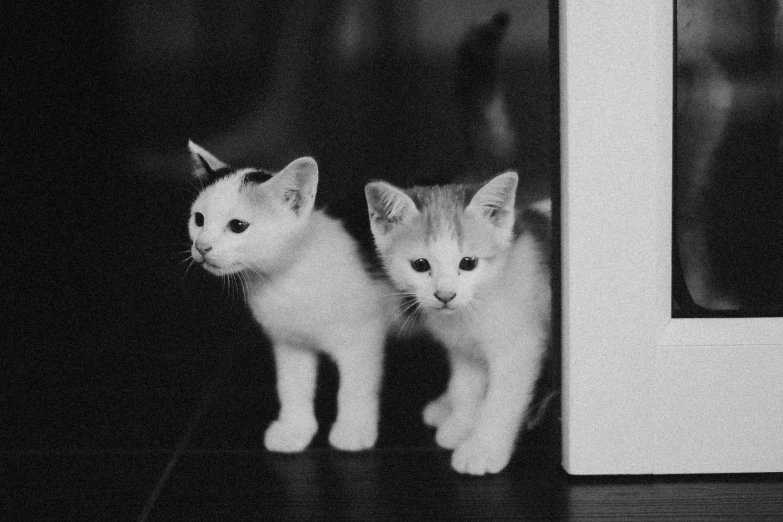 black and white po of two small kittens