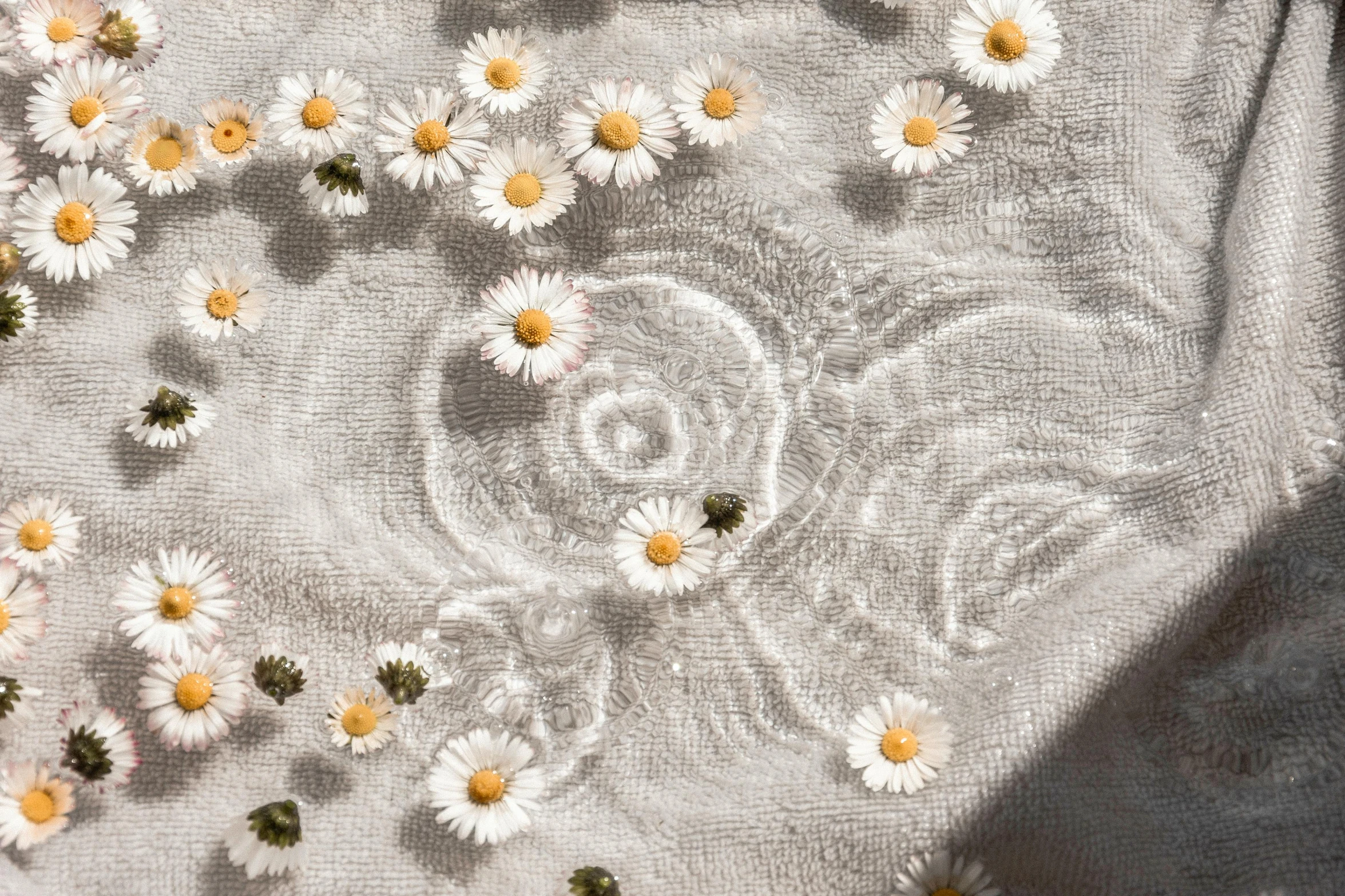 the daisy seed on the linen of a cloth