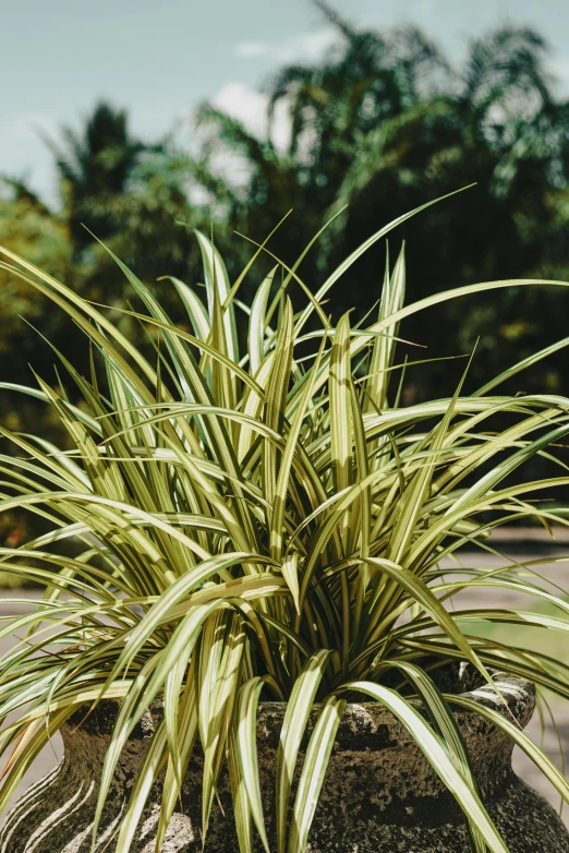 green and white plants in a rock - type pot