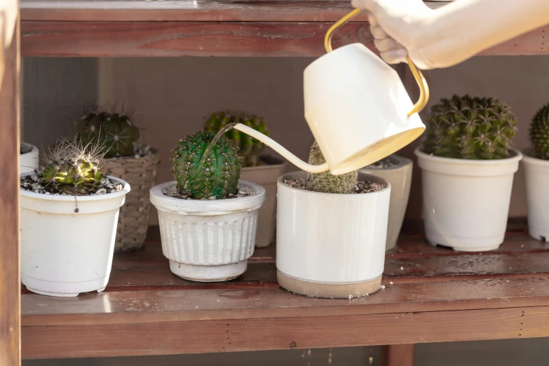 a hand watering the plants on a shelf