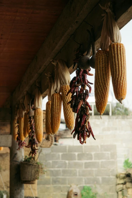 hanging corn on the cob at the farm market