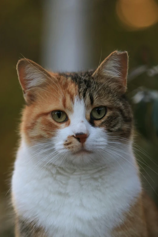 a close up po of a cat on a sunny day