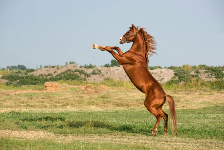 a brown horse standing up with it's front 