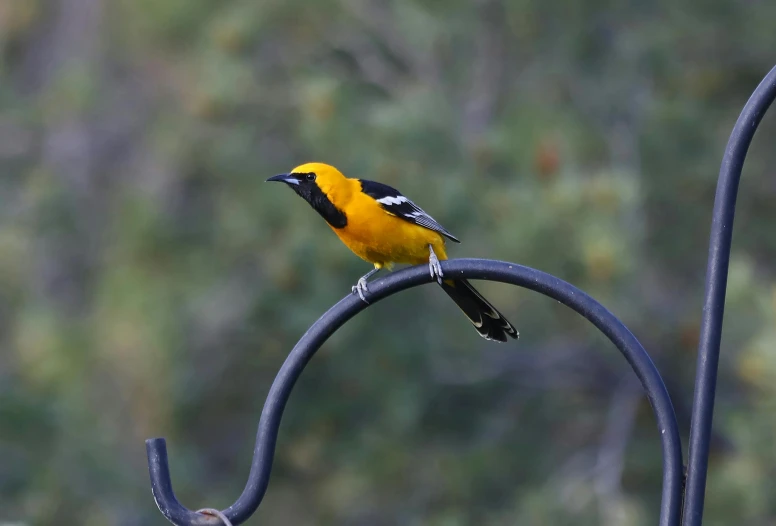 a yellow black and white bird sitting on a metal stand