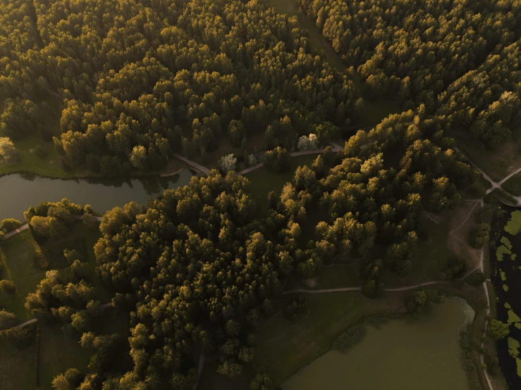 aerial view of many trees, roads, and water