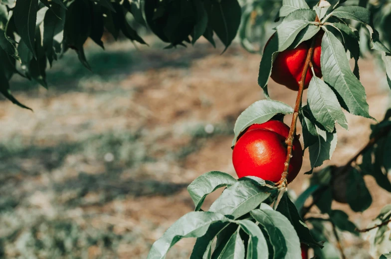 a red apple sitting on top of a tree nch