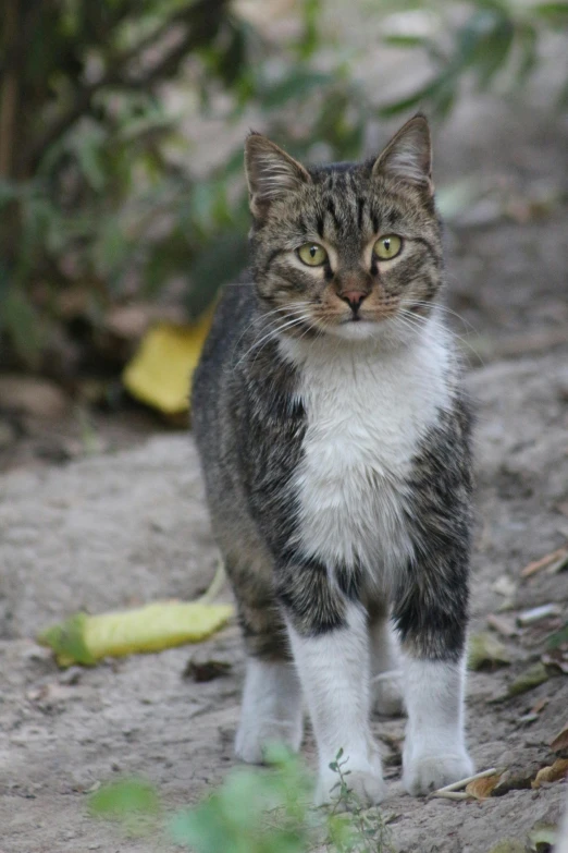 the small cat is standing alone on the gravel