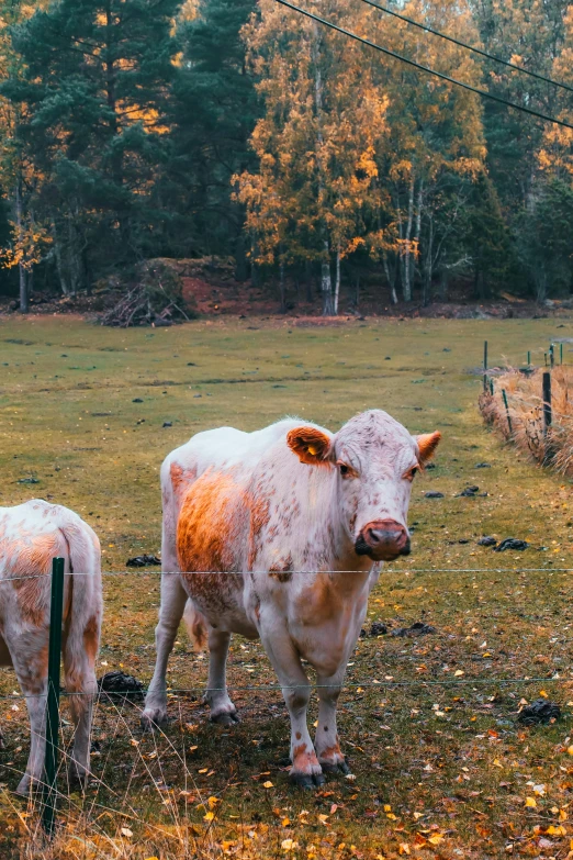 two cows stand in a field of grass