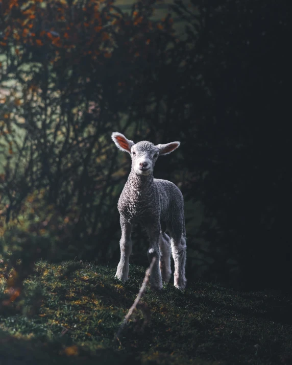 a lamb standing on a green hill with bushes in the background