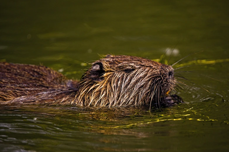 a beaver is floating in a pond and looking around