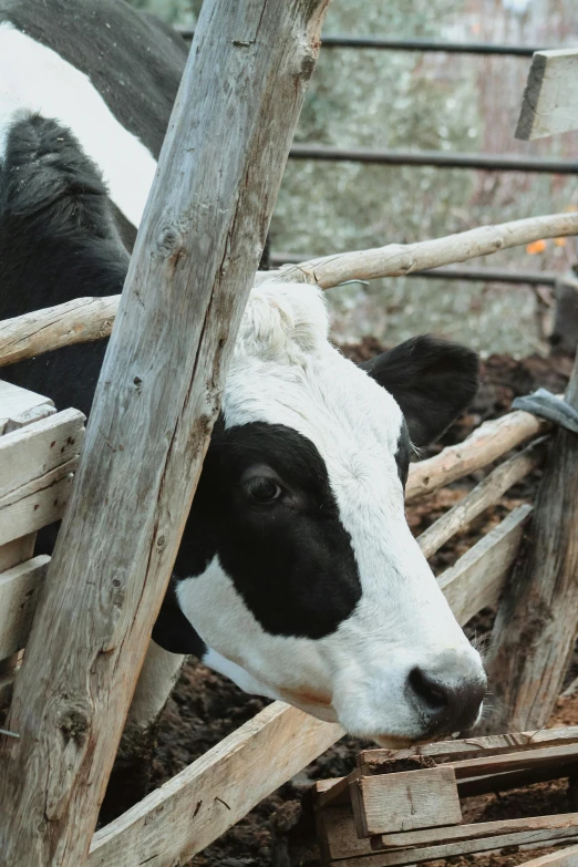 there is a black and white cow poking its head through a wooden post