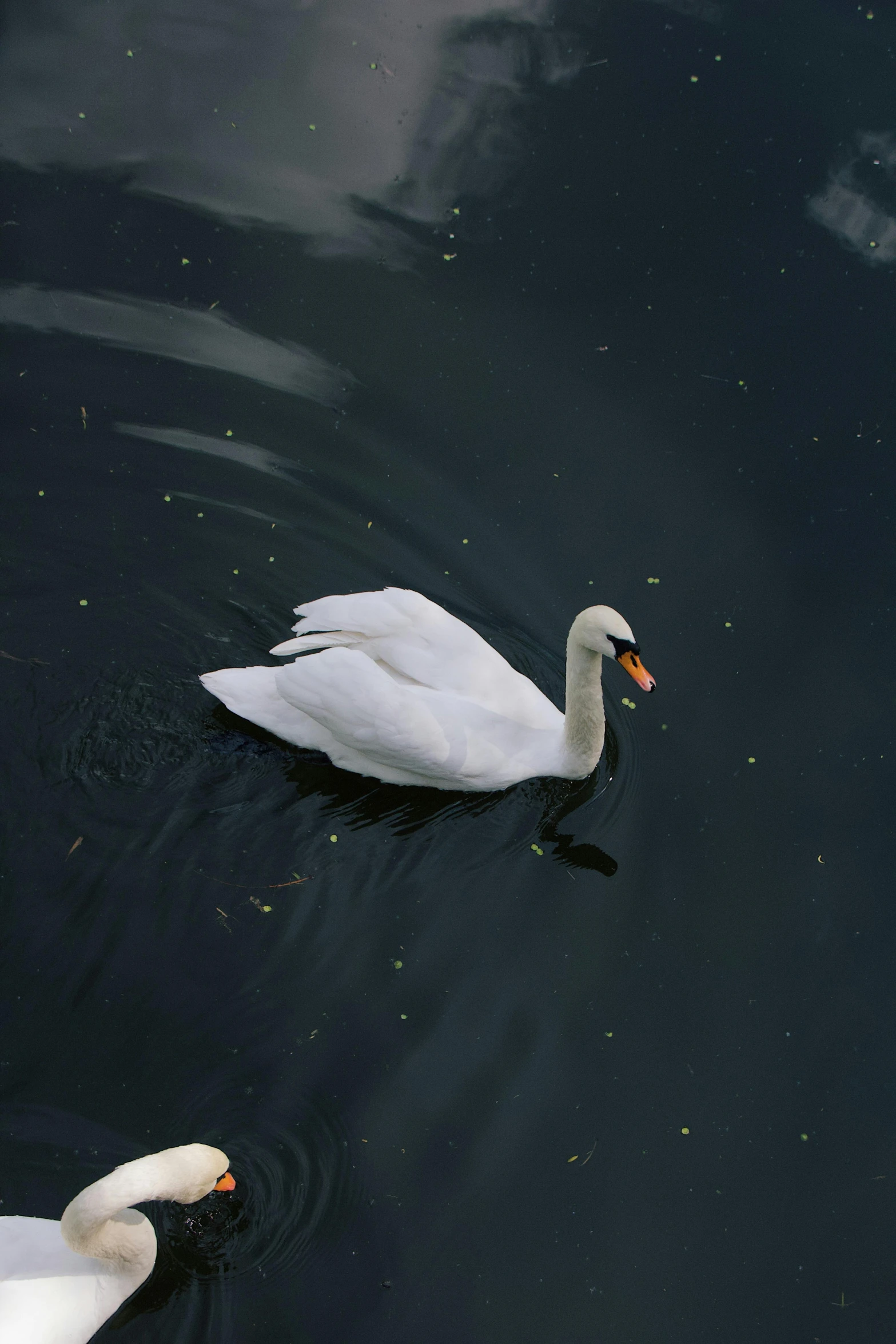 two white swans swimming on top of a pond