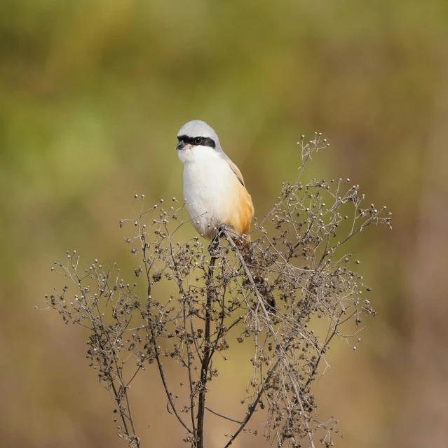 small bird perched on top of a tiny tree