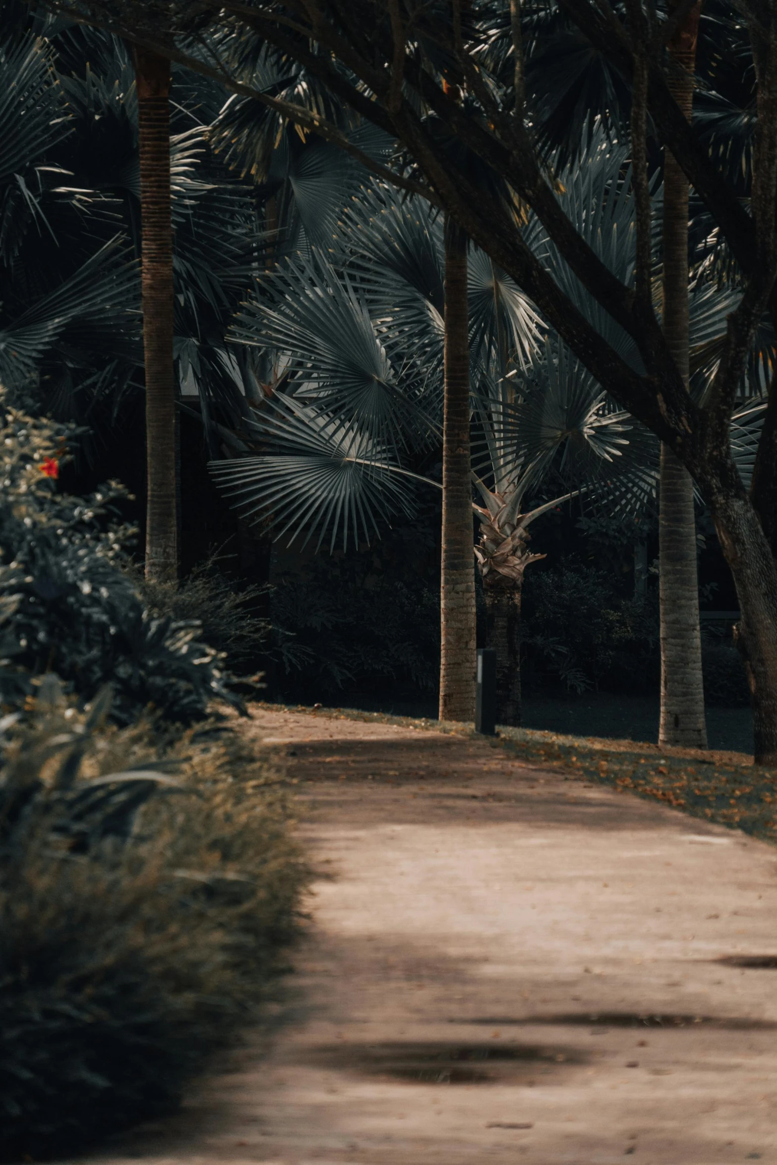 an alley with three palm trees next to it