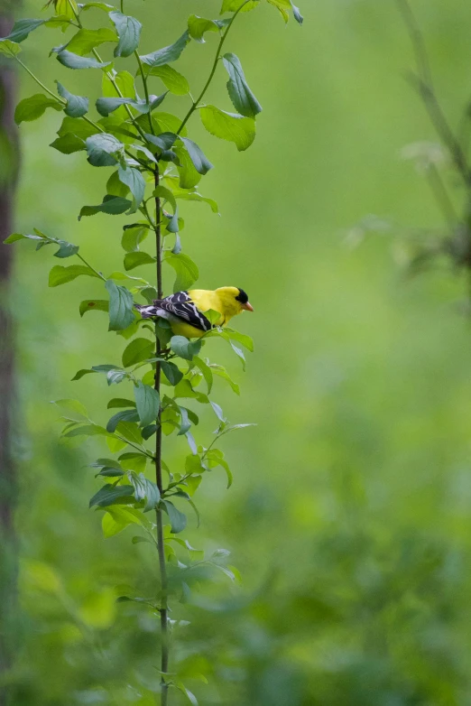 a small yellow and black bird is on a nch