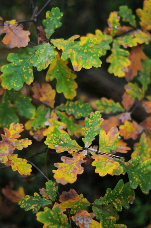 small yellow, green, and red leafy plant