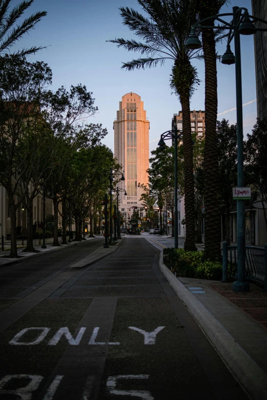 the city street has a lot of palm trees along it