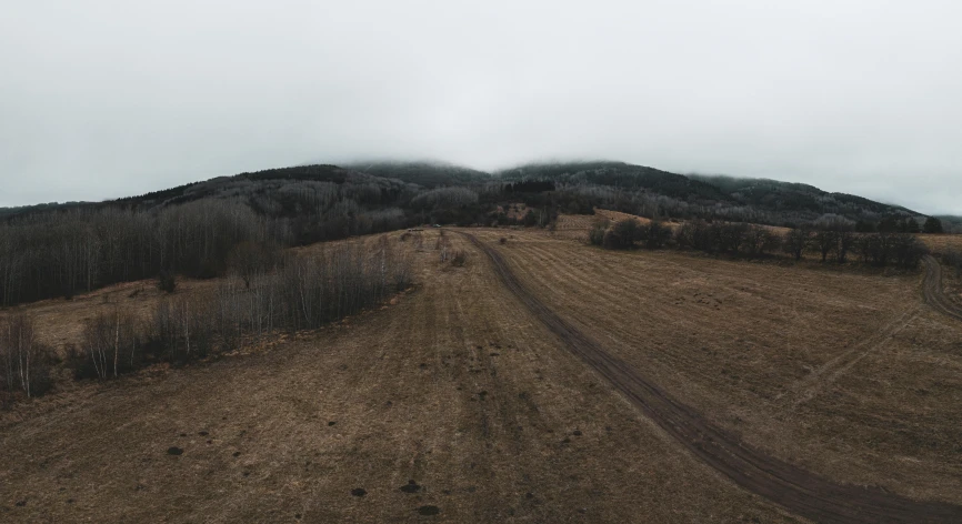 the hill is dotted by fog and pine trees