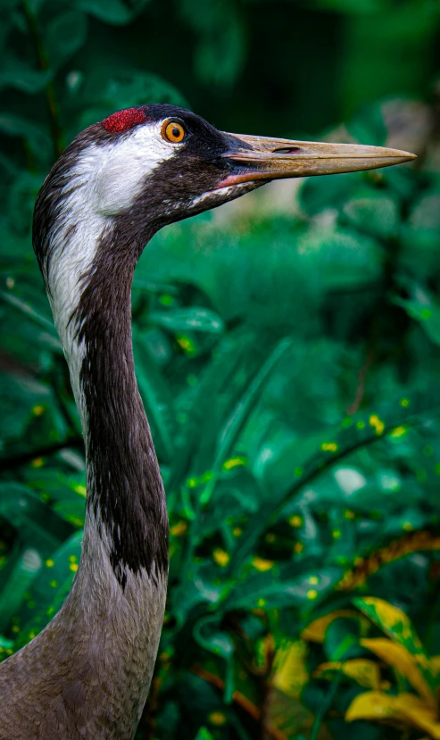 the long necked crane is standing among the green plants