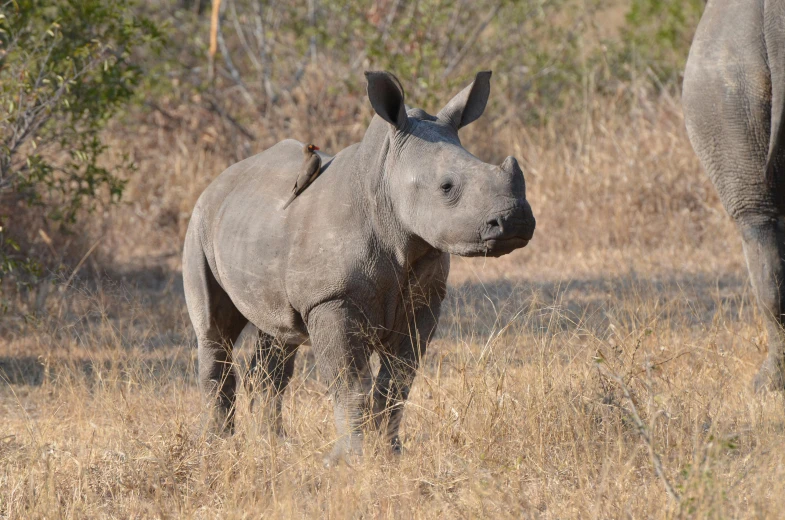 a rhino and a baby elephant standing in the tall grass