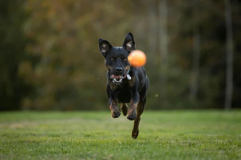 a black and brown dog running across a field