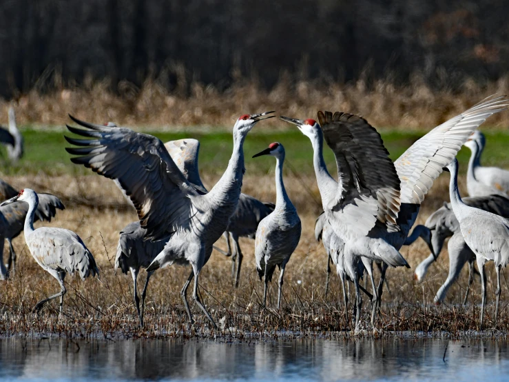 white birds with gray wings and long legs near water