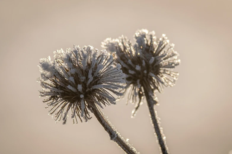 dew covered grass stems with their delicate needles