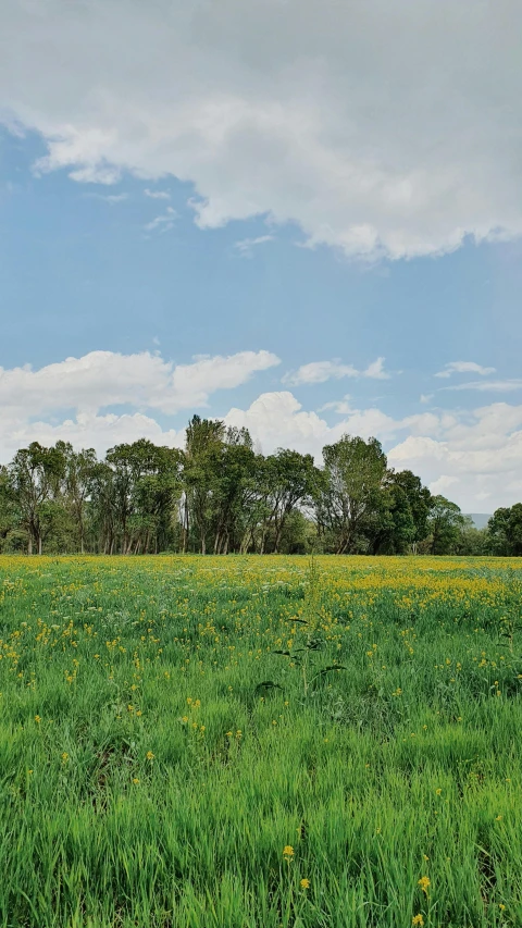 a field full of green grass with trees in the background