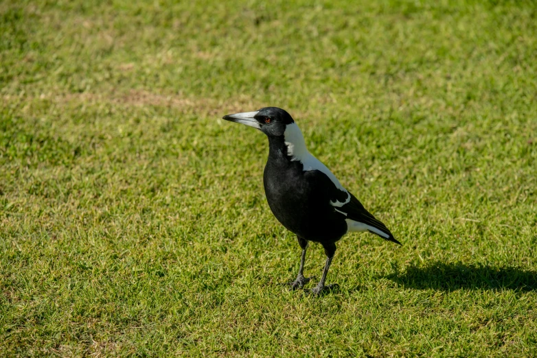 a black and white bird standing in a field