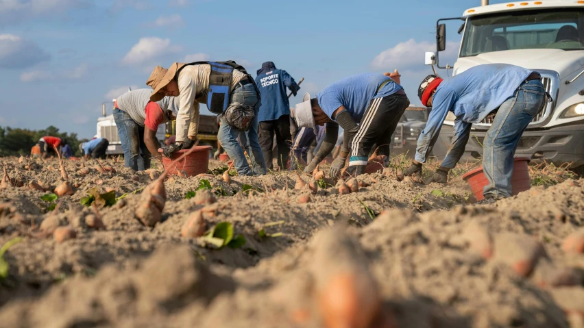 the group of people are picking up plants