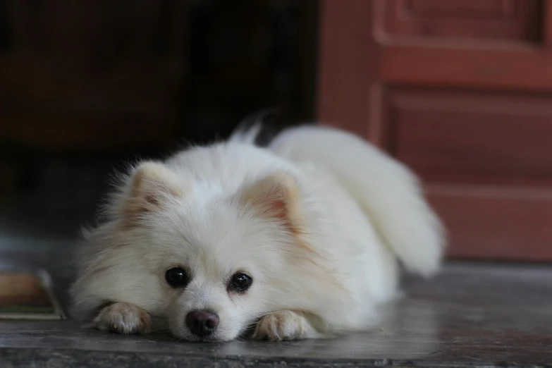 small white dog is laying by the door