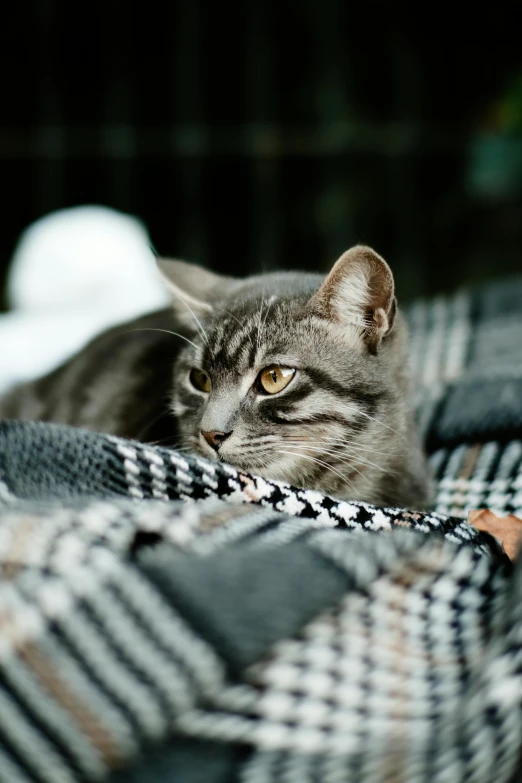 a cat that is laying down in a bed