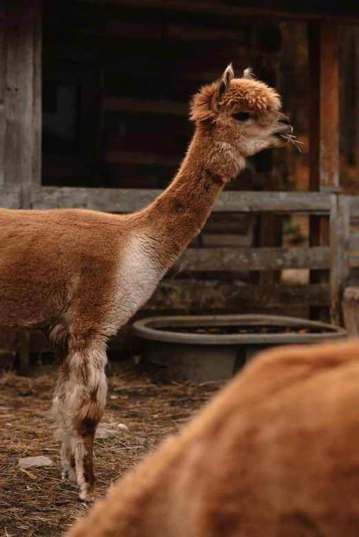 there is an alpaca in the yard with the grass