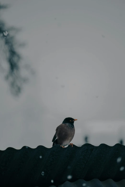 a bird is sitting on the roof in the snow