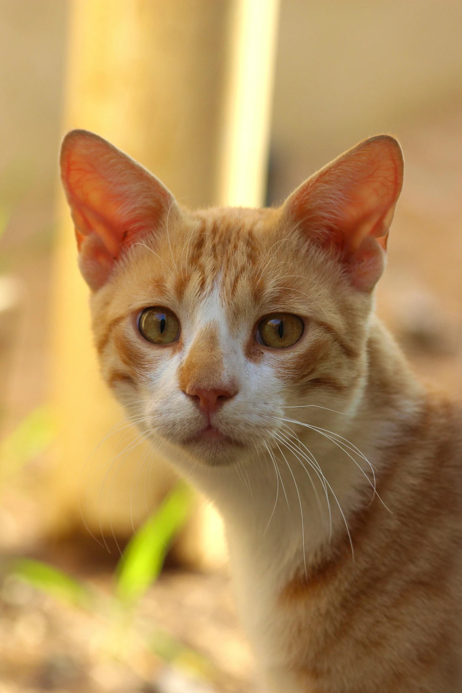 this is a cat staring at the camera