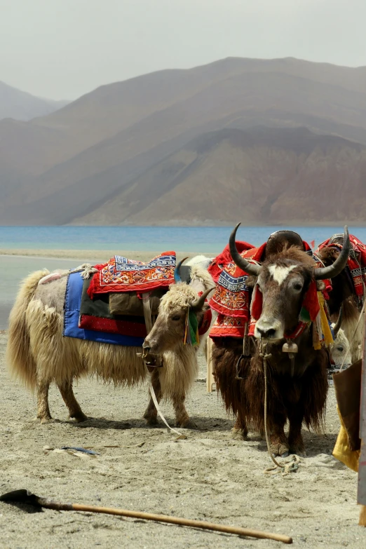 a group of yaks standing next to each other on a beach