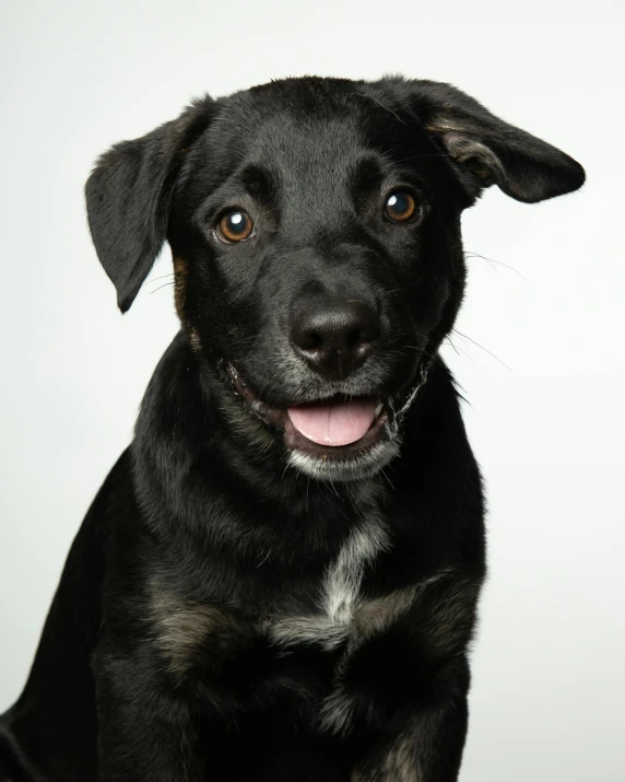 a black dog with blue eyes looking into the camera