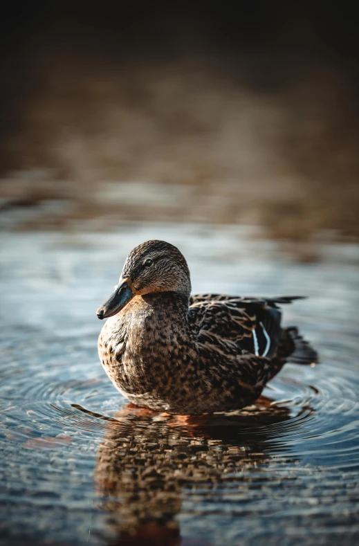 the little duck is swimming in the water