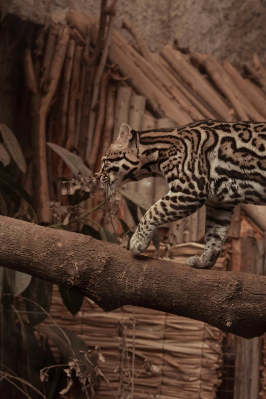 a large striped cat walking across a log