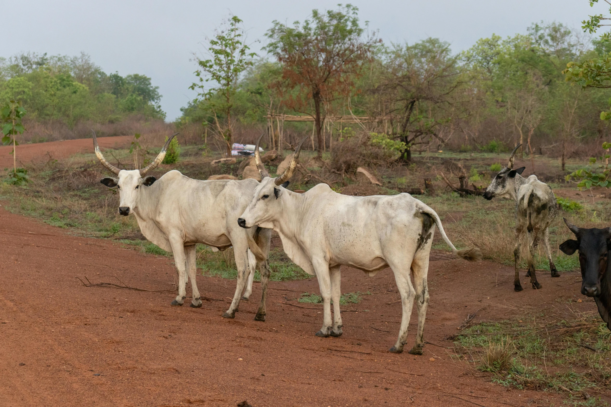 three white bulls standing on a dirt road