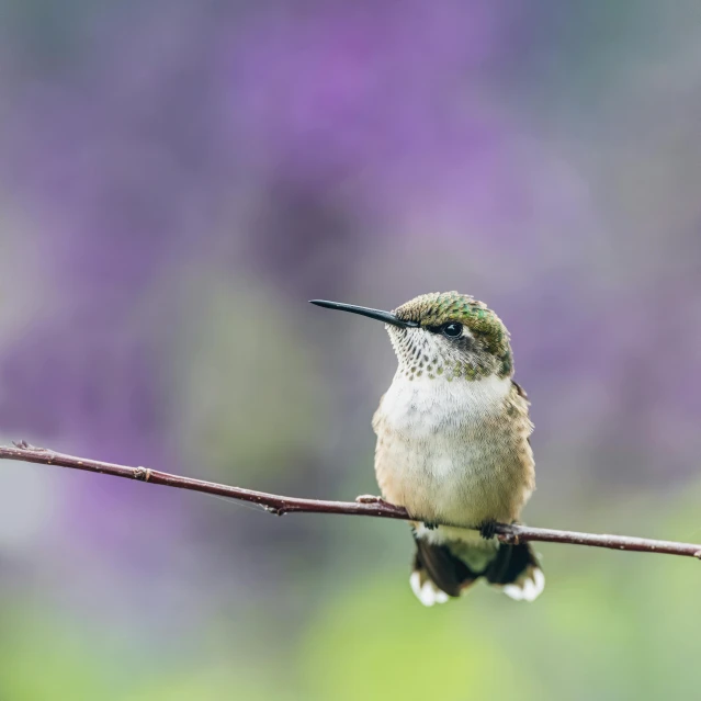 a hummingbird perches on a stick with blurred background