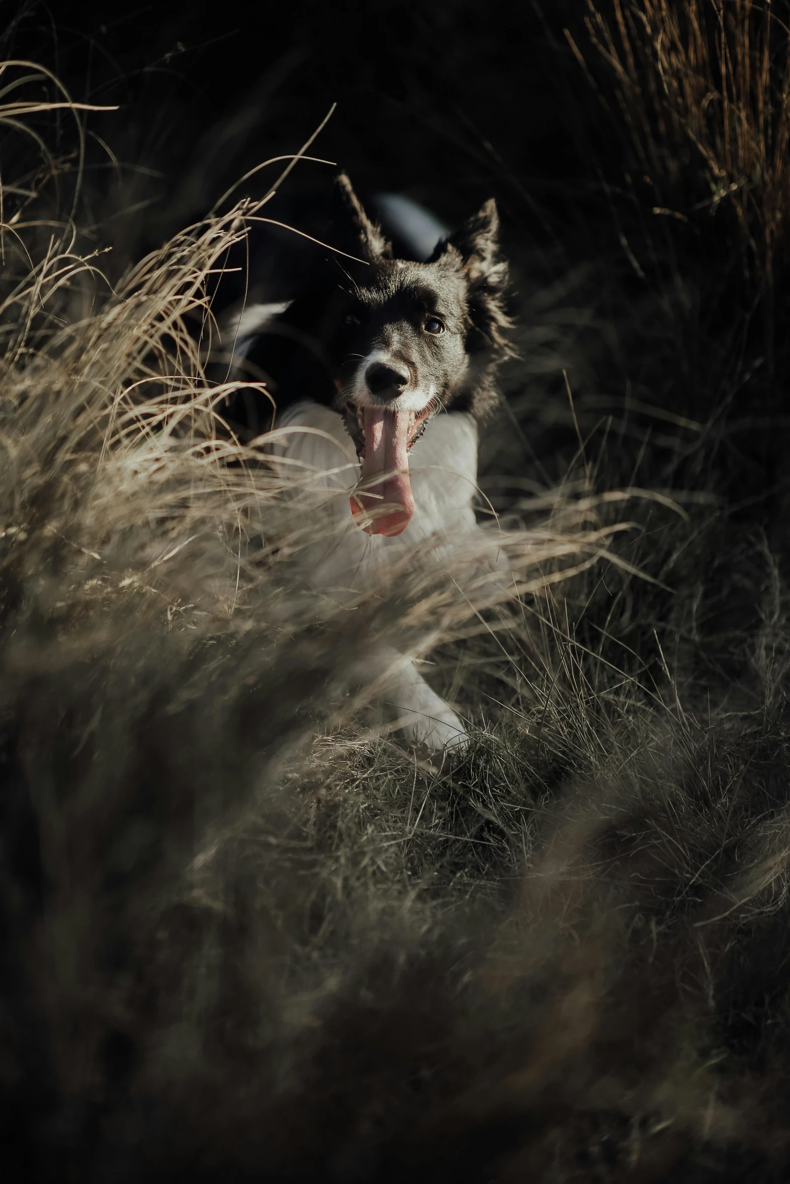 a white and black dog looking into the distance