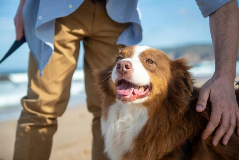 there is a brown and white dog with it's tongue out