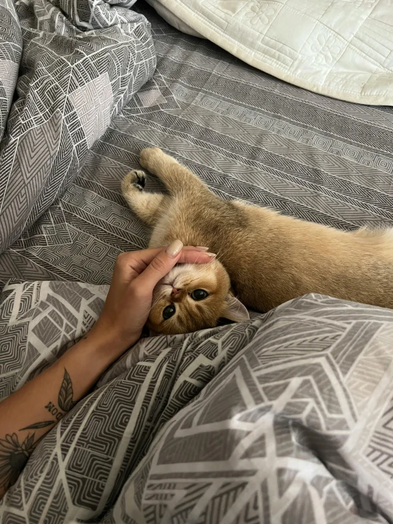 someone petting the dog lying on its back on top of the bed