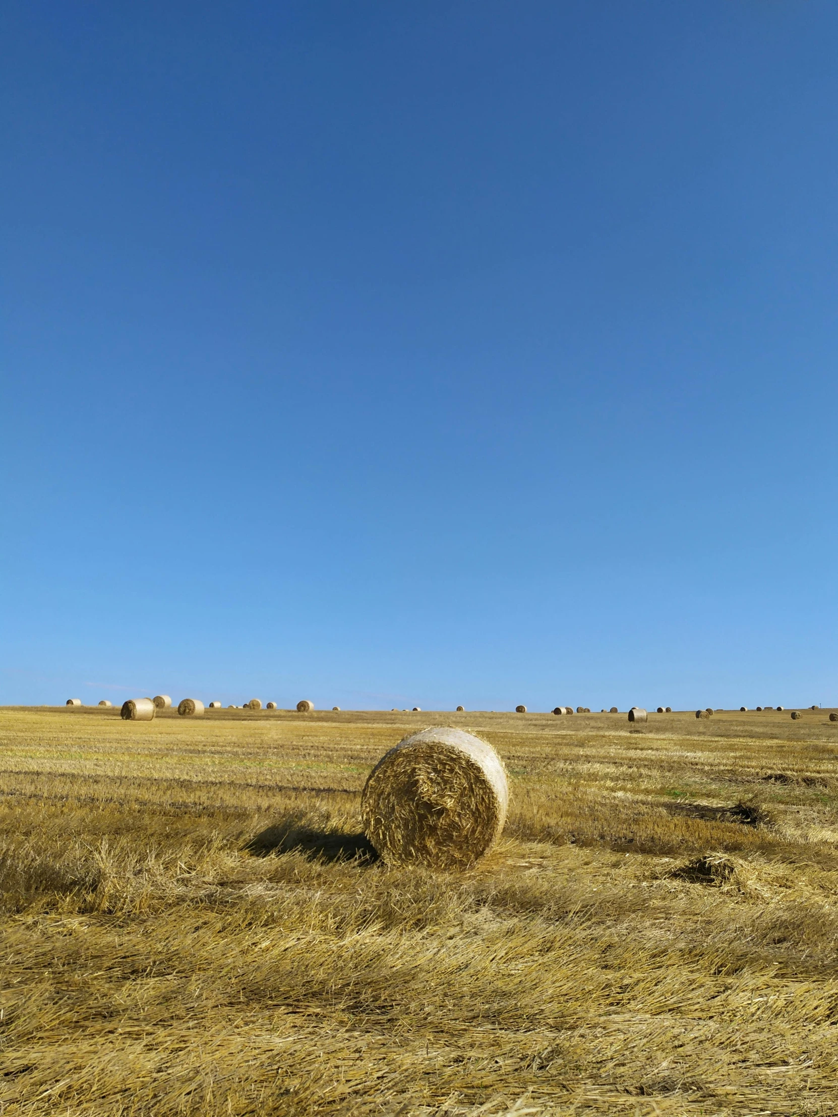 hay bales in a field that are under a blue sky