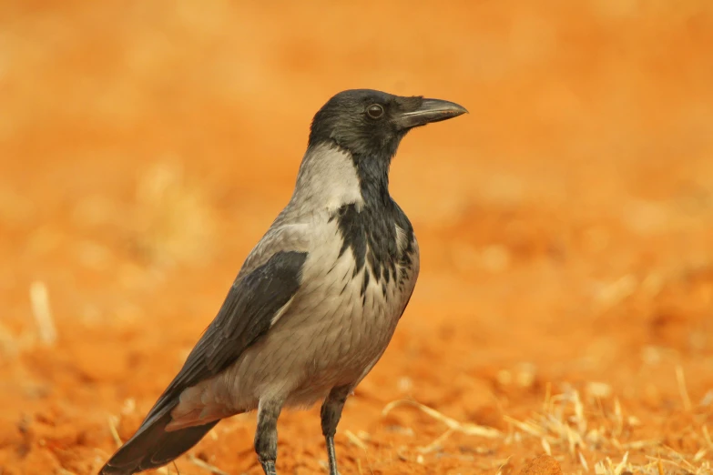 a black and white bird is standing in a field