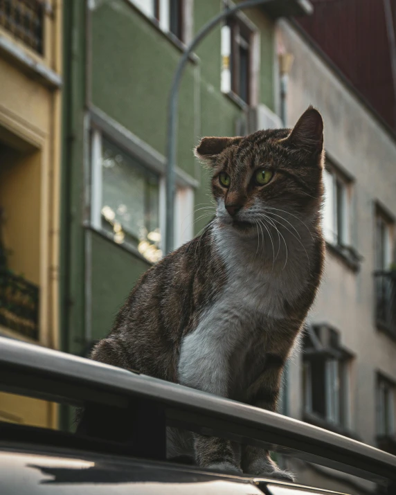 a cat is sitting on the roof of a car