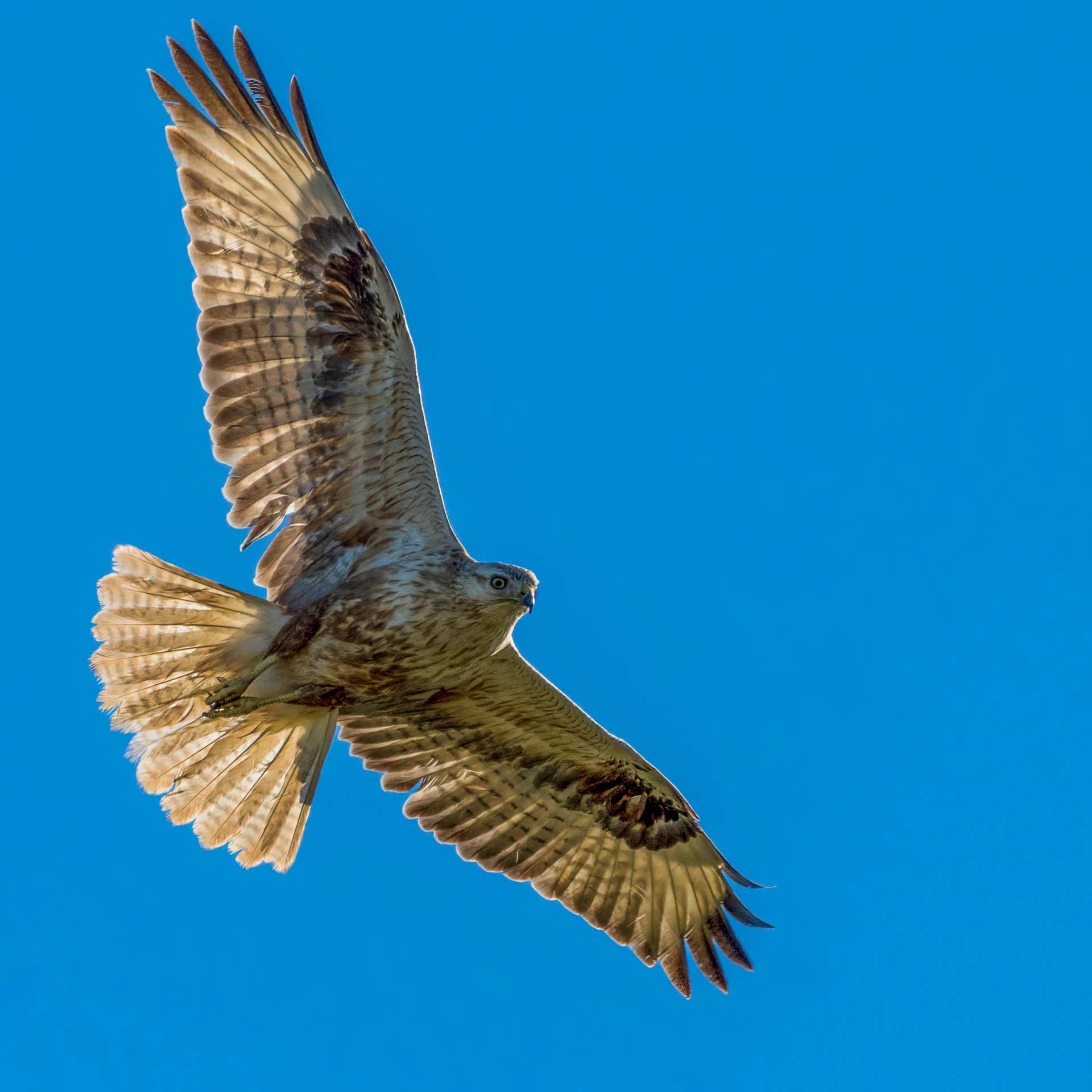 an owl is flying in a blue sky