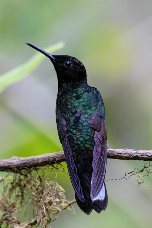 a very pretty bird sitting on a nch